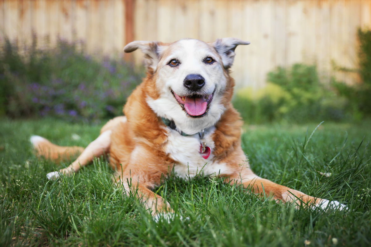 how-to-care-for-a-senior-dog-animal-care-center