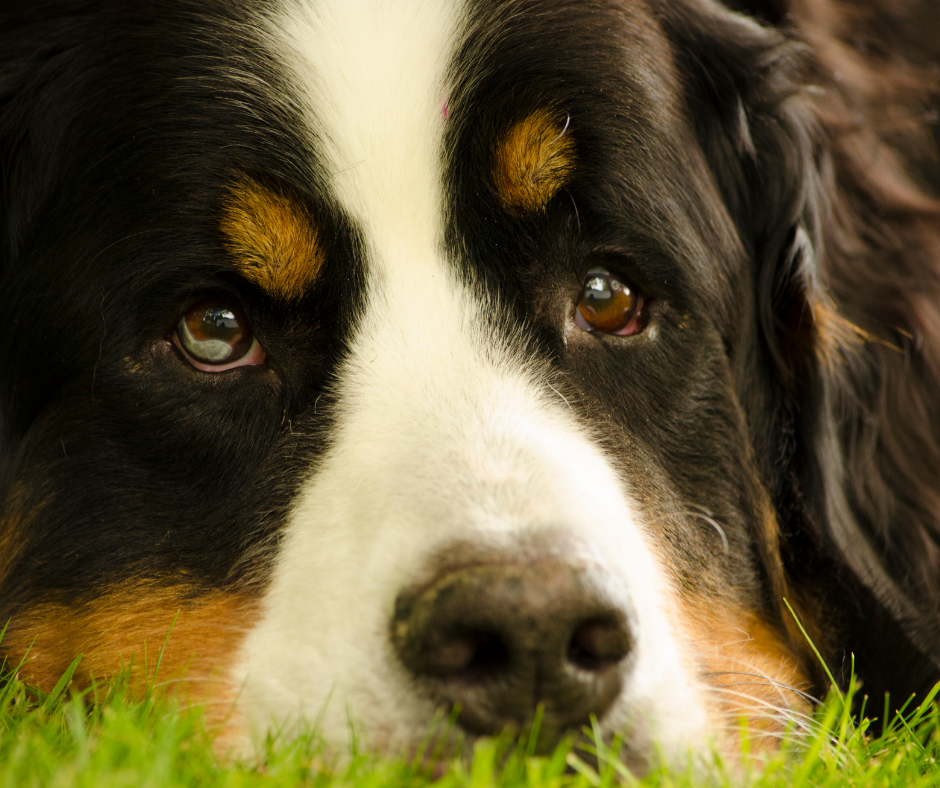 do bernese mountain dogs make good therapy dogs