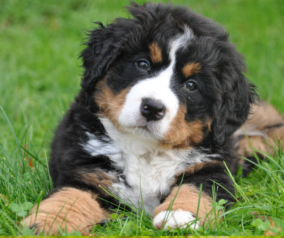 Bernese Mountain Dogs