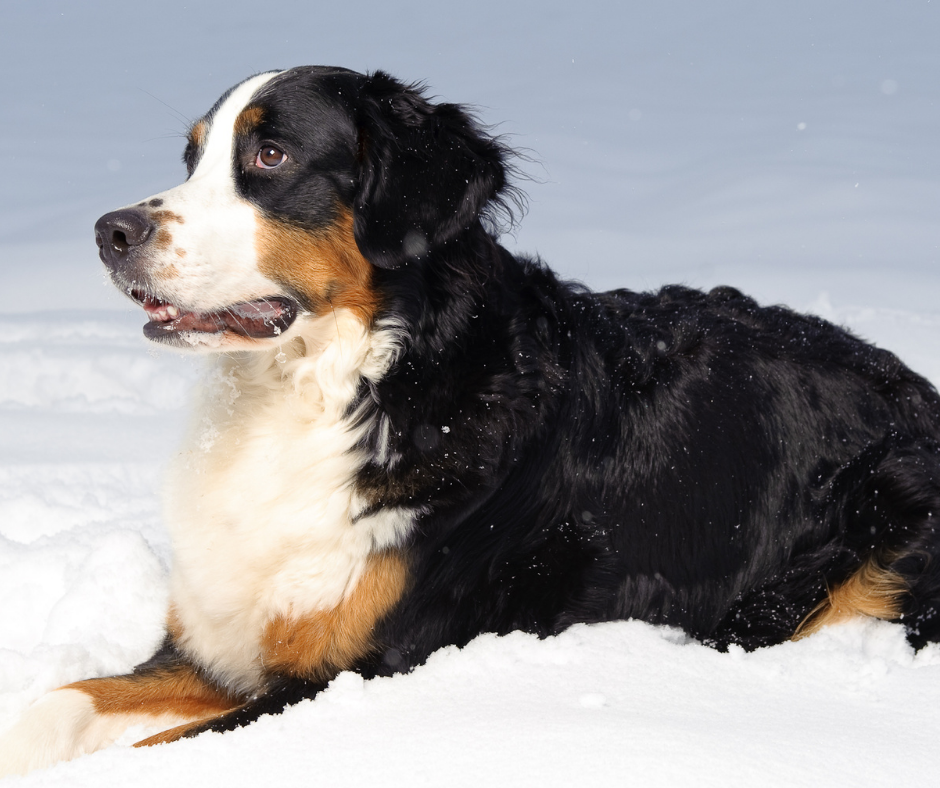 Bernese Mountain Dogs