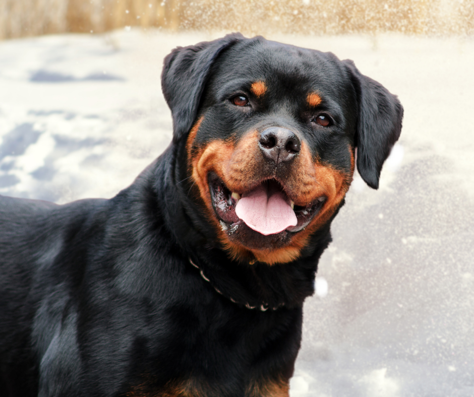 Rottweiler