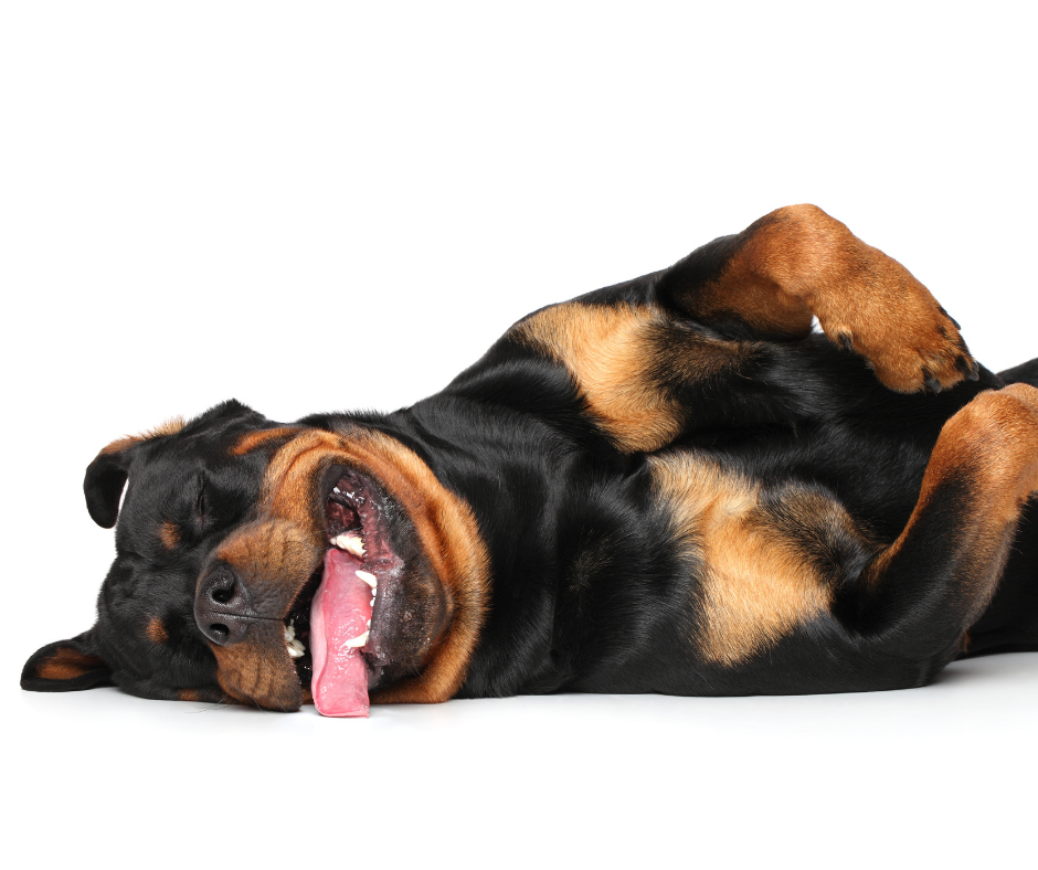 Rottweiler