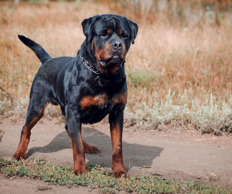 how to get a rottweiler coat shiny