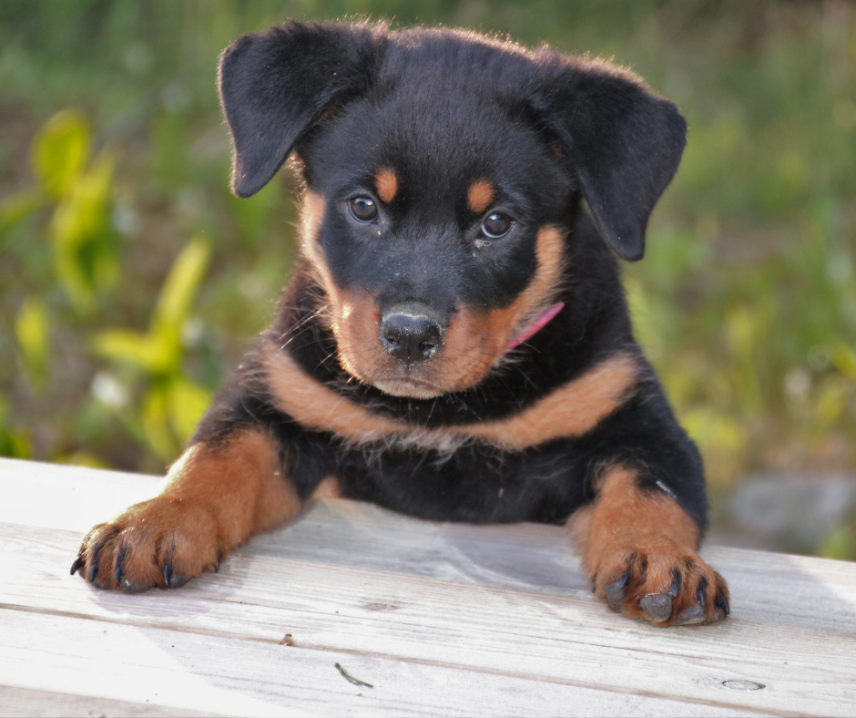 Rottweiler