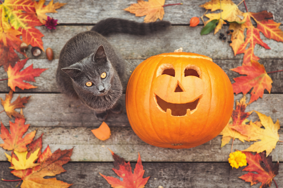 Cats shop on pumpkins