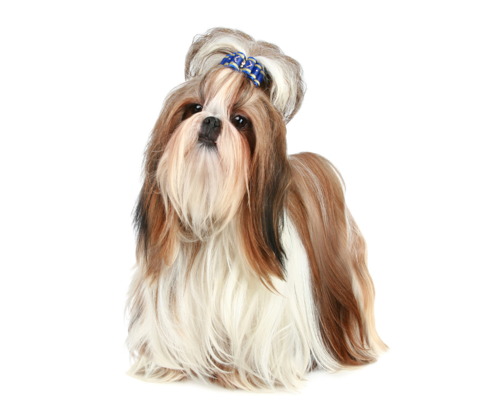 Shih tzu hotsell toy dog breeds