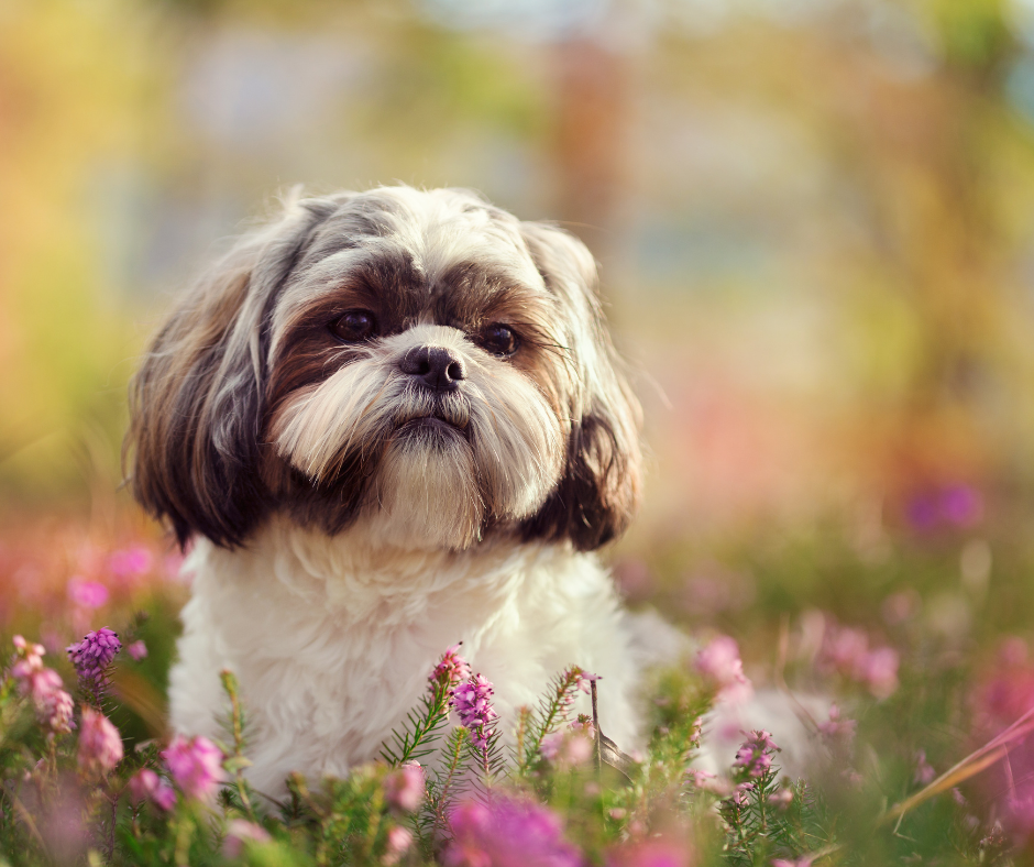 Shih Tzu