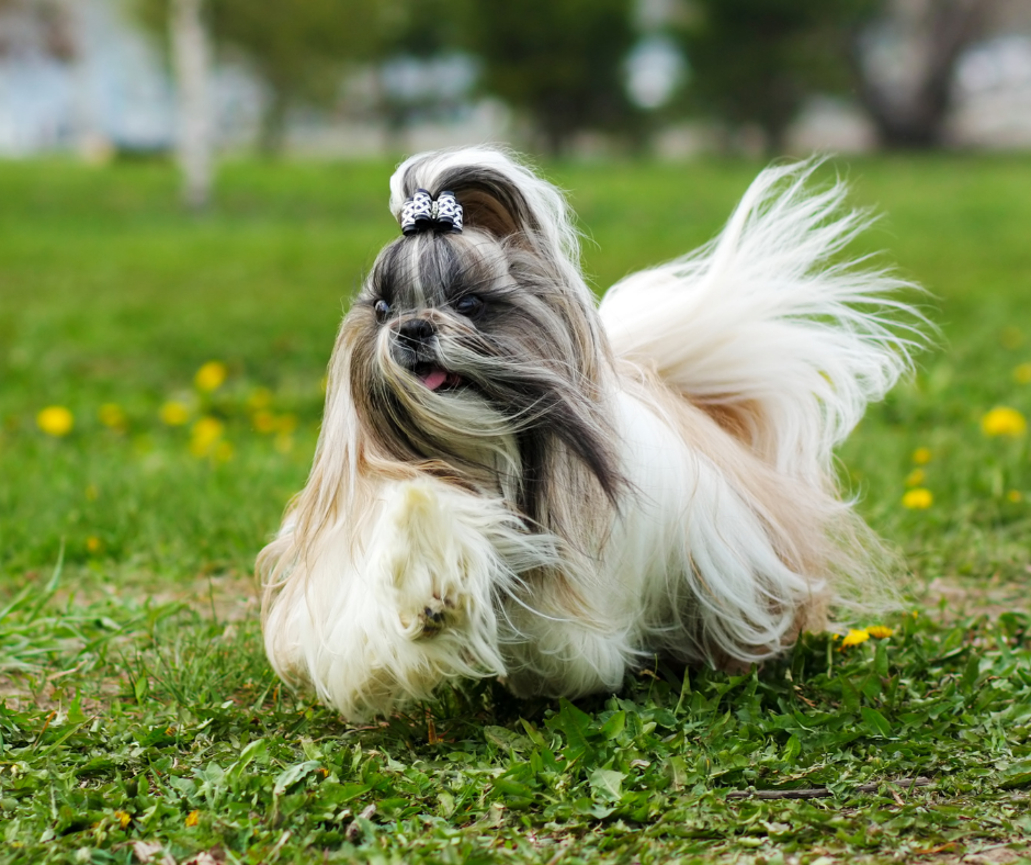 Shih Tzu