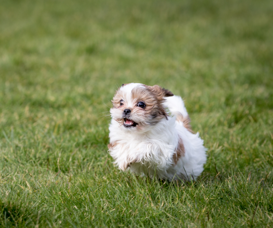 Shih Tzu