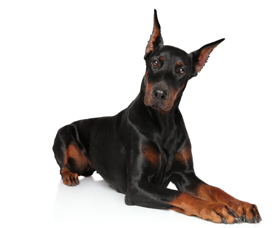 what does owning a doberman say about you