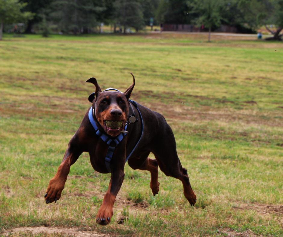 Cobb dobermans best sale