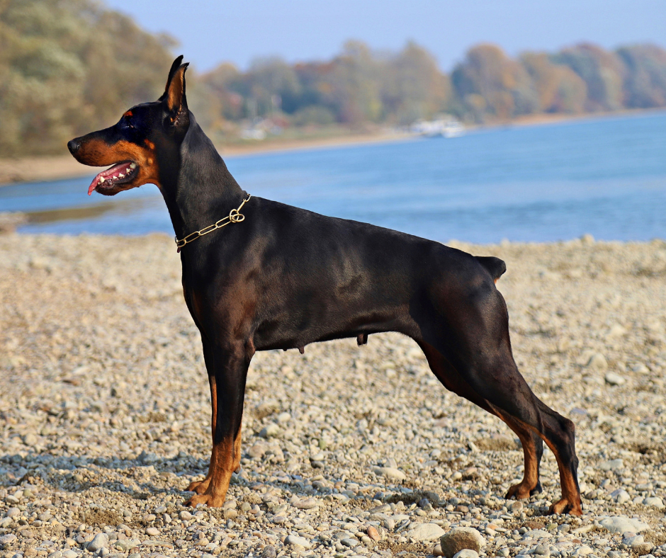 Doberman