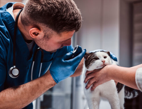 What are the Different Types of Veterinarians?