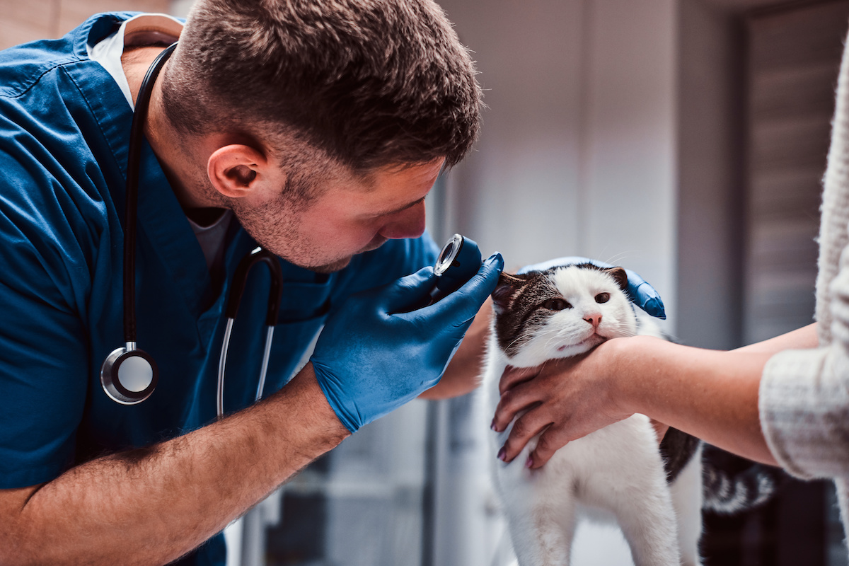 What Is The Work Environment For A Veterinarian