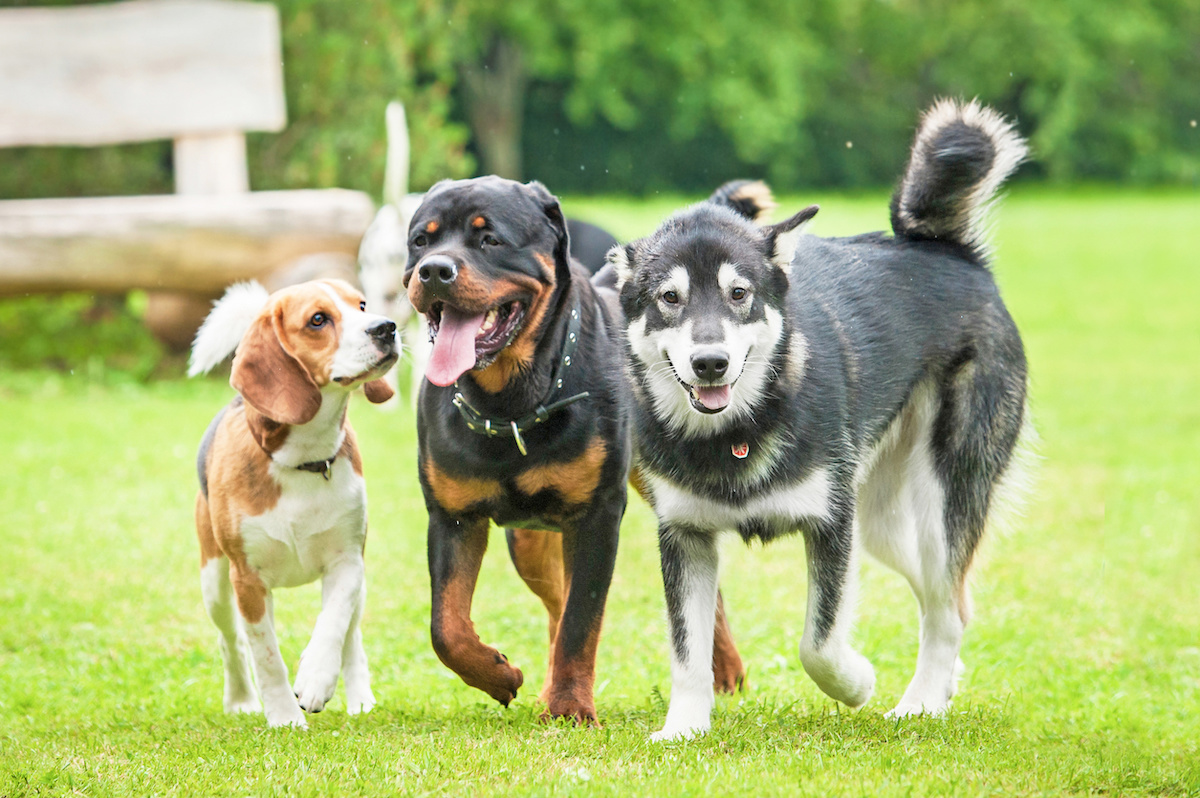 pet boarding