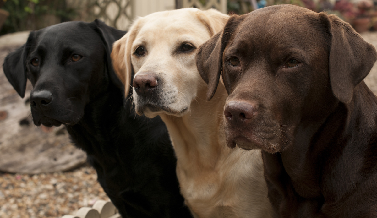 labrador retriever