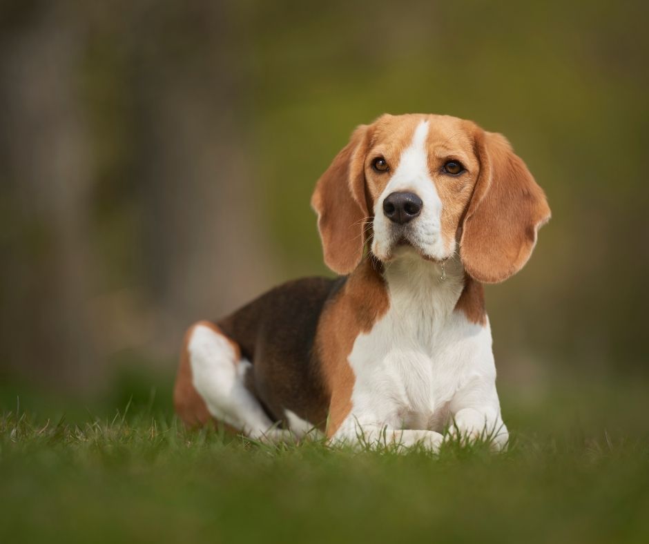 why do beagles have long ears