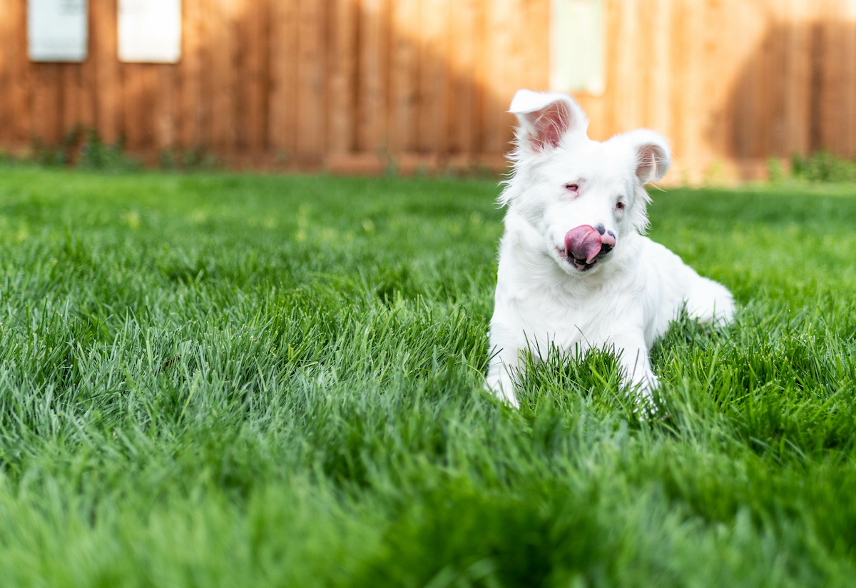 deaf dog