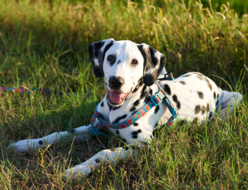 How to Compassionately Care for Your Deaf Dog