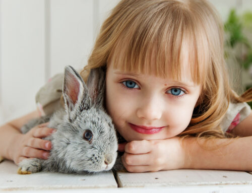 How to Take Care of a Pet Rabbit: The Essential Guide