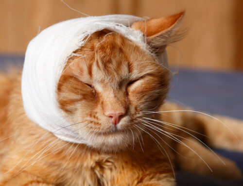 Pet First Aid Basics that You Should Know