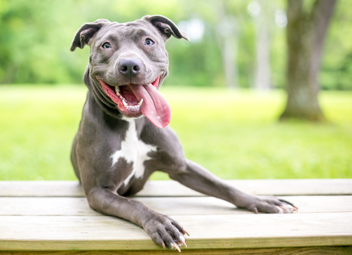 keeping your pets cool