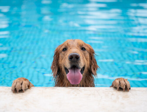 The Ultimate Guide to Swimming Pool Safety for Pets