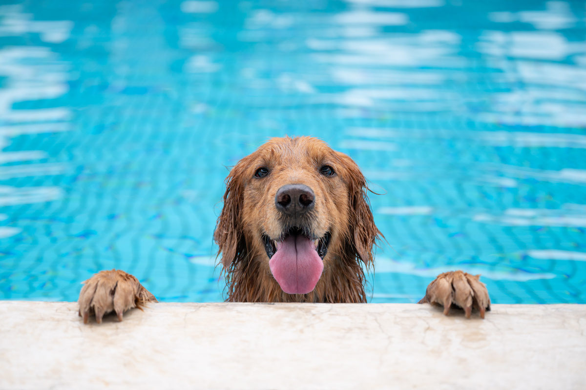 pool safety for pets