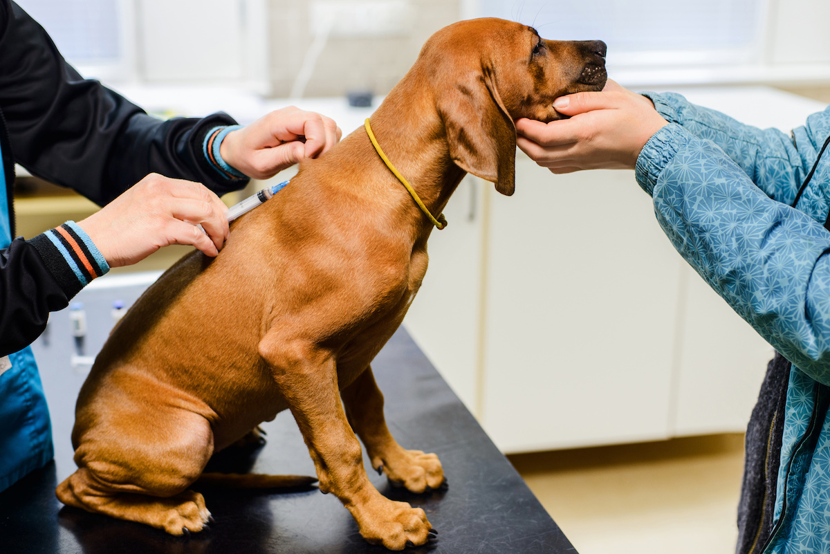 canine parvovirus