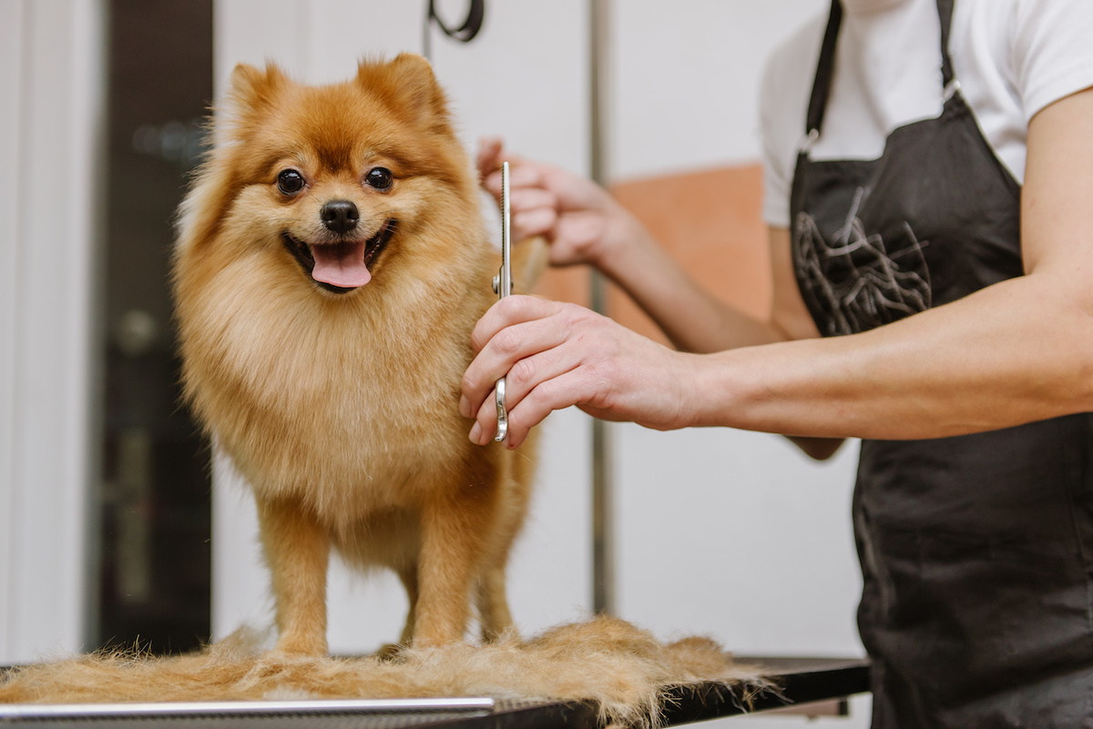 dog grooming