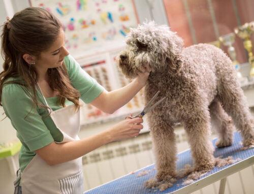 The Art of Dog Grooming