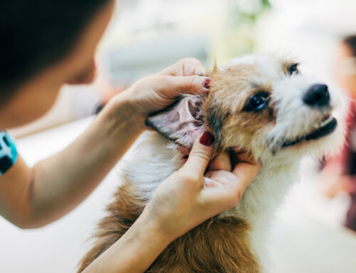 Ear Care for Dogs 101: How to Prevent and Treat Ear Infections