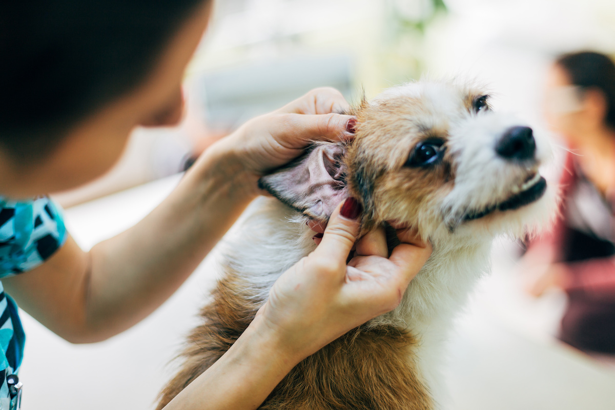 ear care for dogs