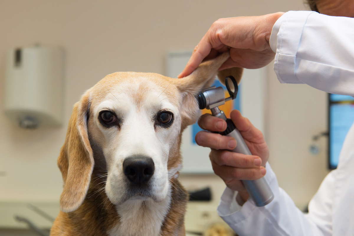 ear care for dogs