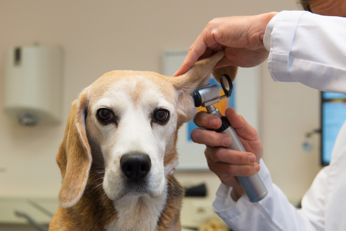 Beagle ear outlet cleaning solution