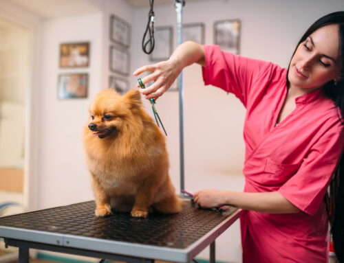 How to Choose the Best Pet Groomer for Your Cat or Dog
