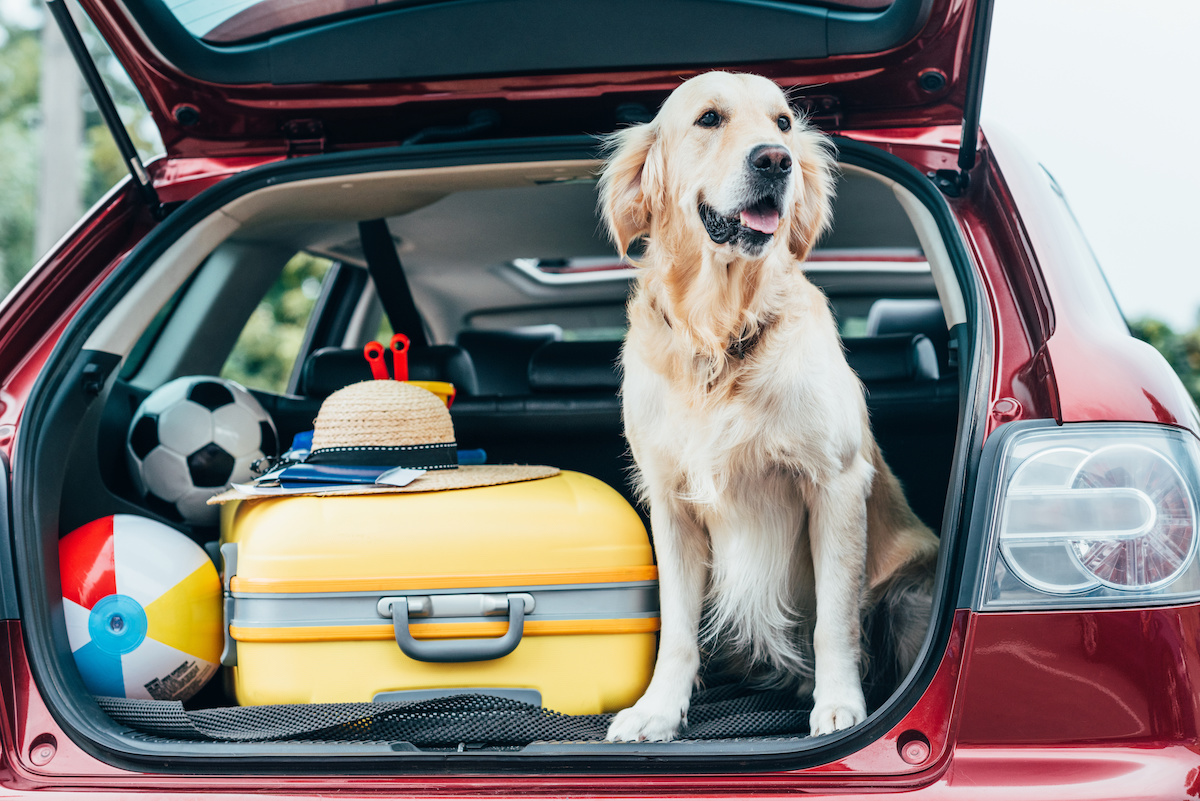 how to travel with a dog