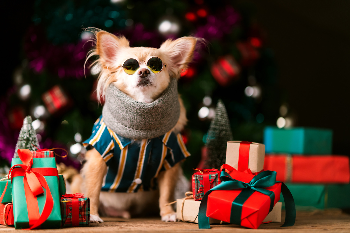 holiday pet boarding tips