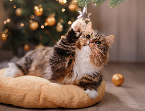 Should You Adopt a Pet During the Holidays?
