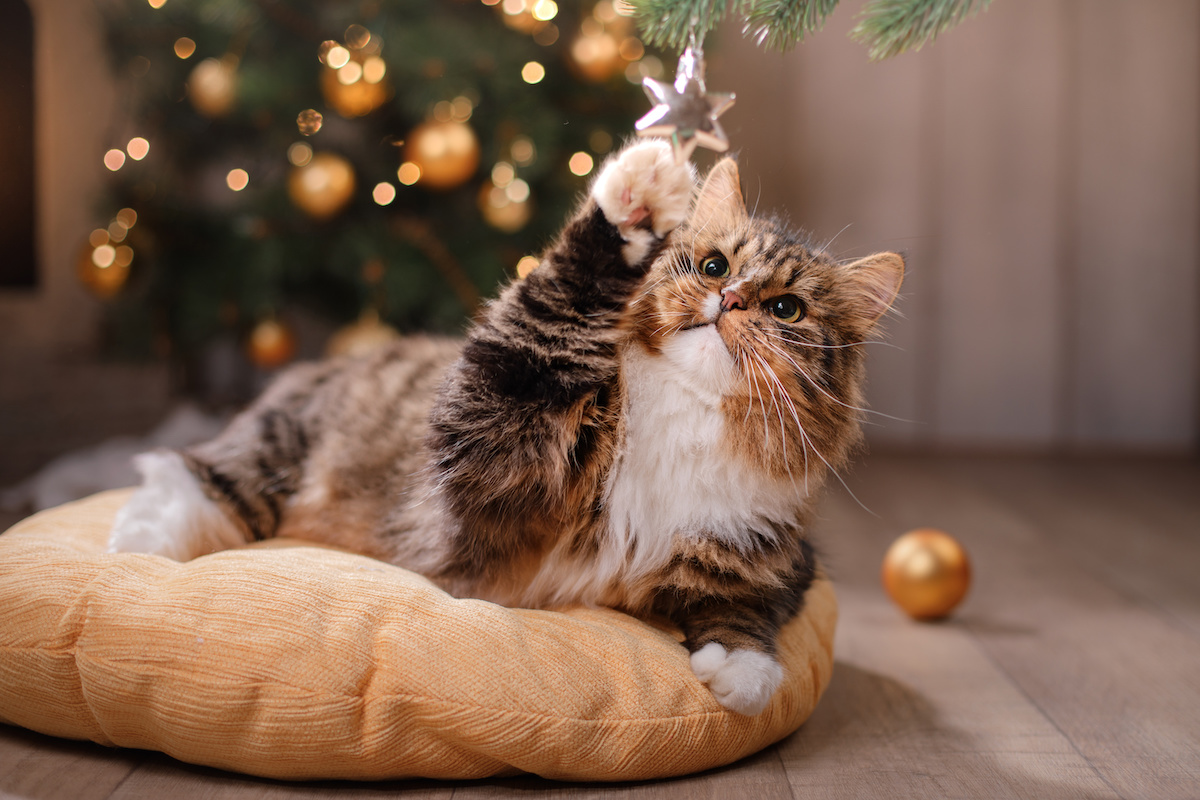 adopt a pet during the holidays