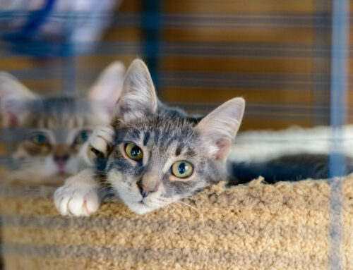 Pet Adoption Crisis: How You Can Help