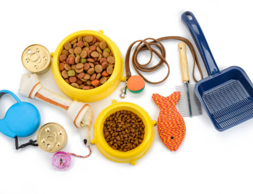 The Pet Supplies You Need for a New Dog or Cat