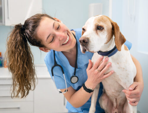 The Importance of an Annual Veterinarian Checkup
