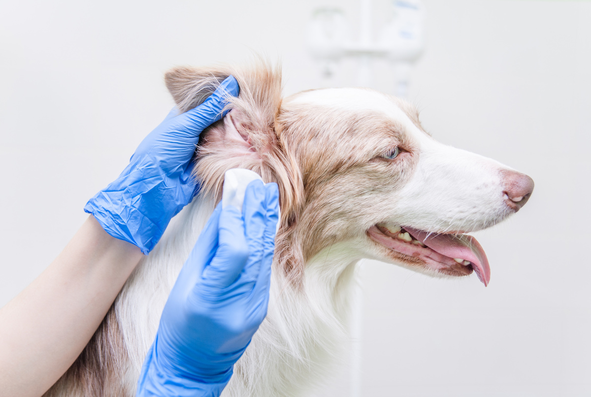 dog ear infections