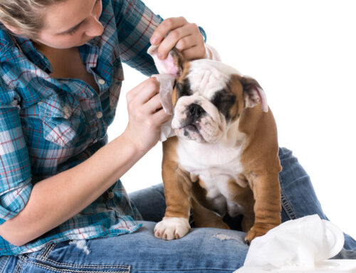 Spotting & Treating Dog Ear Infections: A Guide for Pet Owners