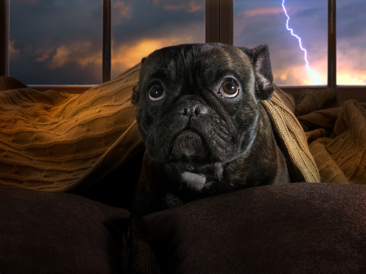 keep your pet calm during thunderstorms