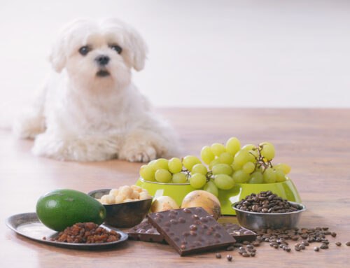 Poisonous Food for Pets: What to Never Feed Your Dog or Cat