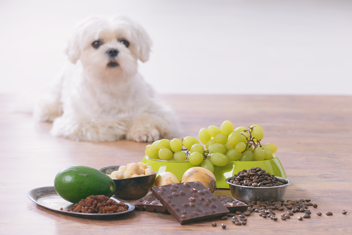 poisonous food for pets