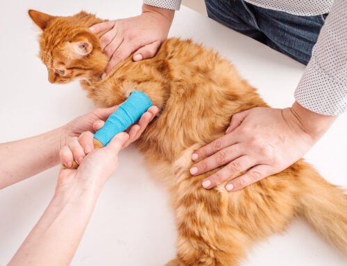Pet Pain Management: How to Pinpoint Signs of Pain in Your Dog or Cat
