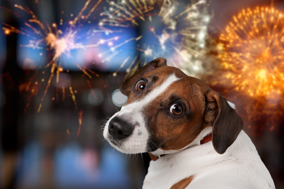 how to keep pets calm durng fireworks